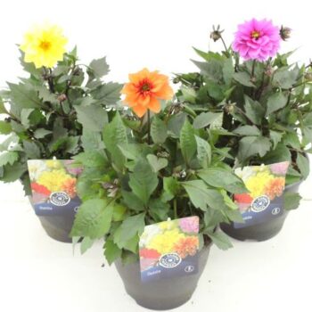 Dahlia Happy Days mix