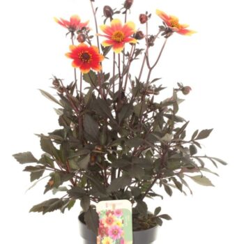 Dahlia Happy Days Yellow-Red