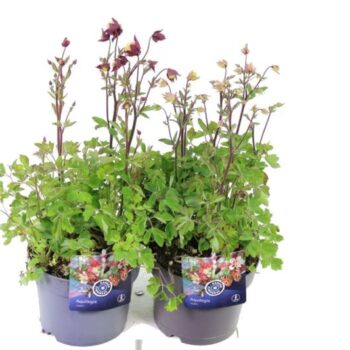 Aquilegia vulgaris Winky mix