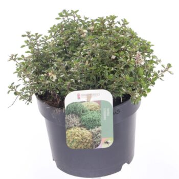 Thymus pulegoides Foxley