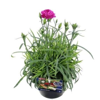 Dianthus caryophyllus Gaudi