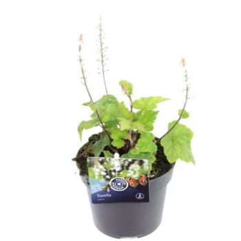 Tiarella wherryi
