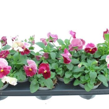 Viola witt. Delta Strawberry Cream