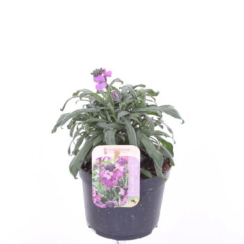 Erysimum Super Bowl Mauve