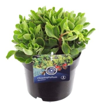 Chiastophyllum opp. Variegatum