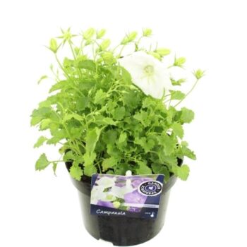 Campanula carpatica White