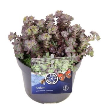 Sedum spath. Purpureum