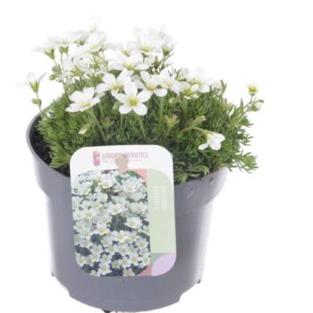 Saxifraga cespitosa Findling