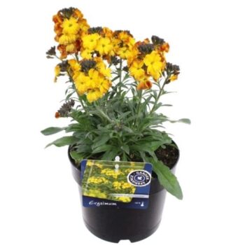 Erysimum Erysistible Yellow