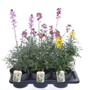 Erysimum linifolium mix
