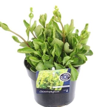 Chiastophyllum opp. Variegatum