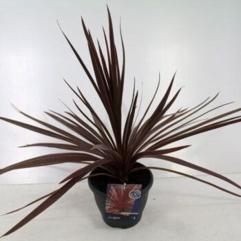 Cordyline australis Red Star
