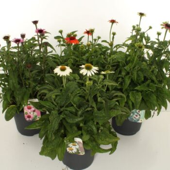 Echinacea purpurea mix