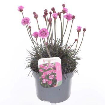 Armeria maritima Vesuvius