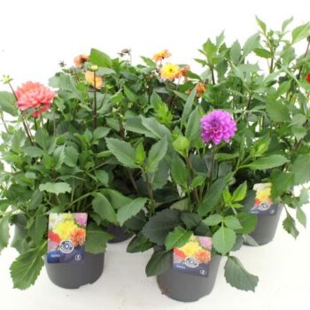 Dahlia Sincerity mix