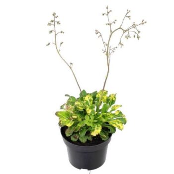 Saxifraga urbium Variegata