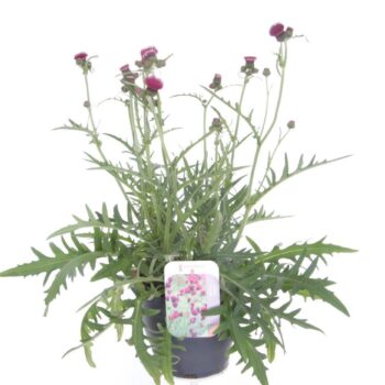 Cirsium rivulare atropurpureum