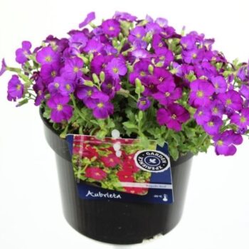Aubrieta regado Red