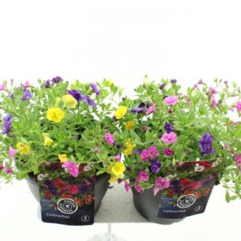 Calibrachoa Can Can mix in pot