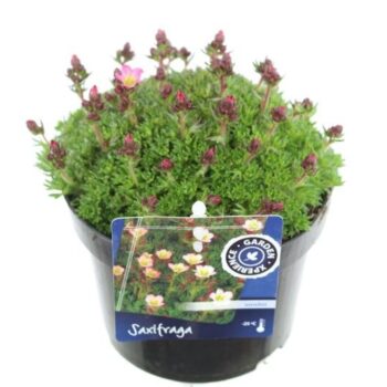 Saxifraga Elf Rose