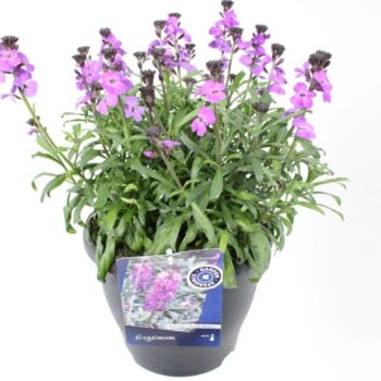 Erysimum Super Bowl Mauve