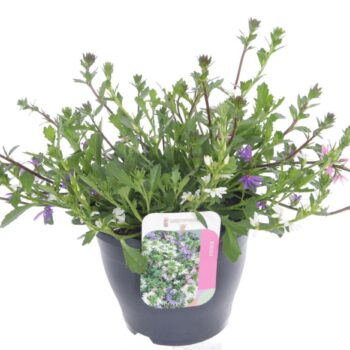 Scaevola aemula mix in pot