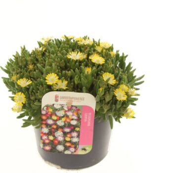 Delosperma cooperi mix