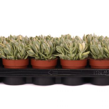 Crassula rusby variagata