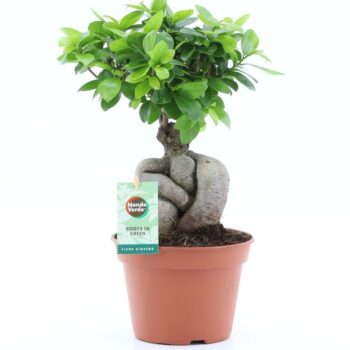 Ficus micr. Ginseng