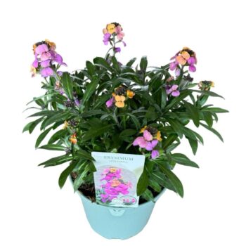 Erysimum Orange Purple Glow