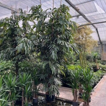 Ficus amstel king toef 3 pp 38/28 h350/380
