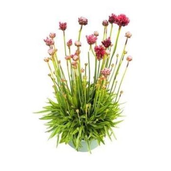 Armeria Ballerina Red