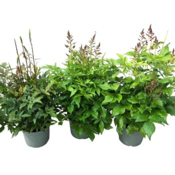 Astilbe Younique in soorten