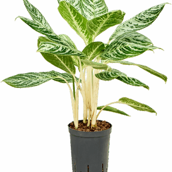 Aglaonema 'Madonna' Tuft
