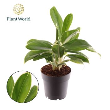 Aglaonema White Lime