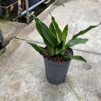 Dracaena janet lind kop 2 pp 15/19 h40
