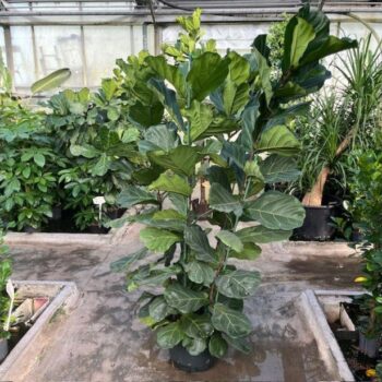 Ficus Lyrata
