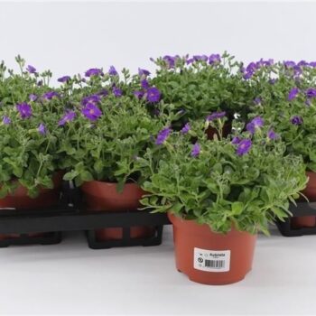 Aubrieta Gracilis Kitte