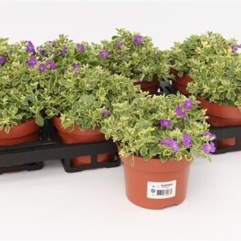 Aubrieta Variegata Dr Mules