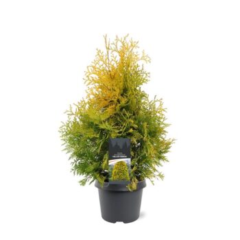Thuja occidentalis 'Yellow Ribbon'