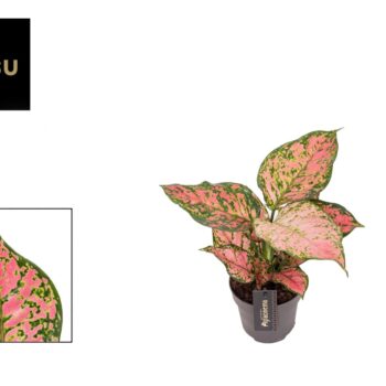 Aglaonema Crimson Love