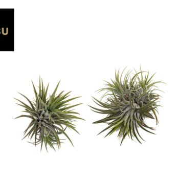 Tillandsia Clumb L