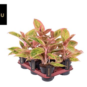 Aglaonema Salmon Fantasy