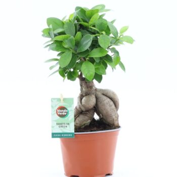 Ficus micr. Ginseng