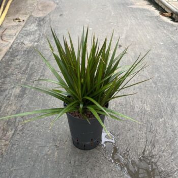 Dracaena Marginata Tip