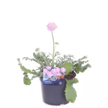 Scabiosa columbaria Pink Mist