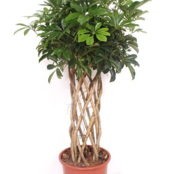 Schefflera arboricola 'Compacta'