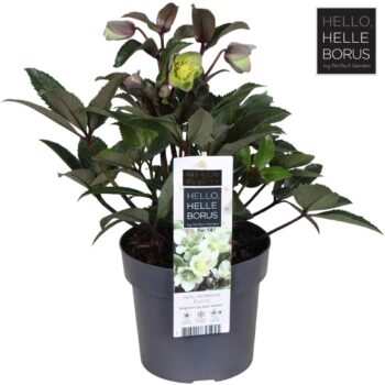 Helleborus 'Guess' P17