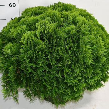 Thuja occ. 'Danica'