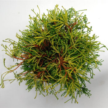 Chamaecyparis o. 'Gitte'